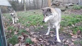 Wolf Vs Dog
