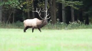 Best Elk Bugle