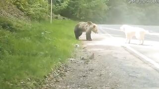 Brave Dog 3