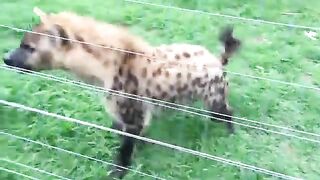 Nice Hyena