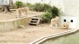 Lion Mom & Cubs