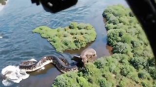 snake vs elephant