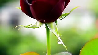 Beautiful flowers amazing nature view super nice reels video 3 _flowers _nature _reels