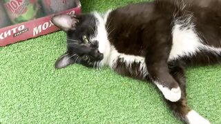 catss