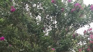 Beautiful flowers 28