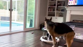 Funny Baby Videos 7