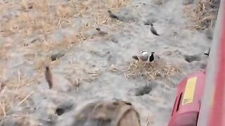 Brave Bird Protects Nest in Front of Tractor