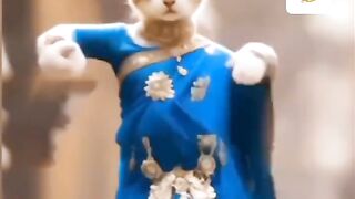 A cats