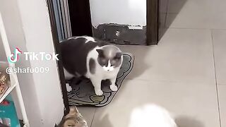 Nicee video