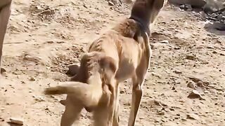 ( le mourrir) en jargon Gabonais veux dire un chien bâtards