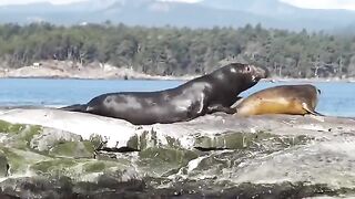 Nice Elephant Seals
