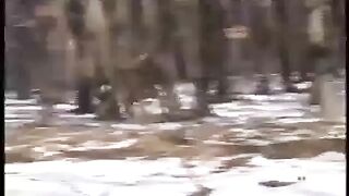 Siberian Tiger Hunts Deer