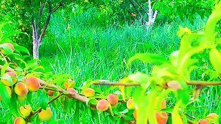 Juicy Apricots Hanging on Tree – Natural Beauty of Summer ????????
