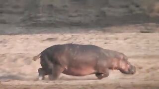 Hippos Playing