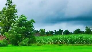 Rainy Day in the Village – A Peaceful Nature Scene ????️????