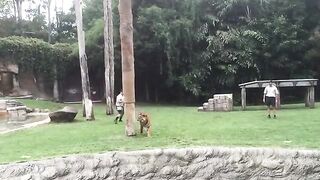 Tiger Climbing on Tree
