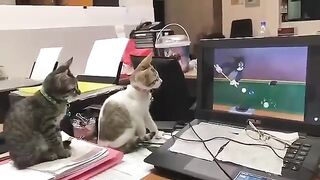 Two Cats Looking Tv