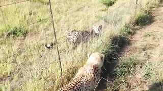 Two Cheetah Fights
