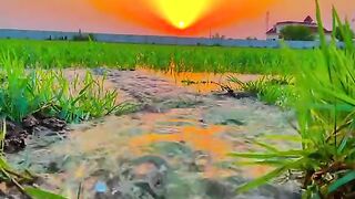 Peaceful Village Water View ???? | Nature's Calm