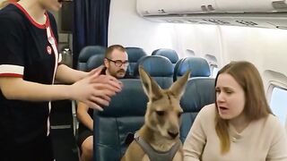 Our Little Kangaroo Takes Flight! ✈️????