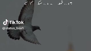 Islamic video 380