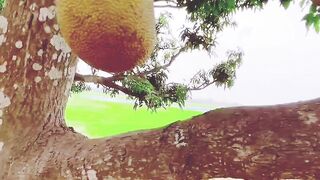 Very funny video viral full viral 50k view please