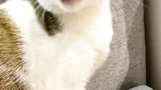 太好了是女高音 我们的耳朵有救了 #喵喵 #可爱猫咪 #它好像知道自己这样很可爱 #猫叫声吸引猫 #夹子音