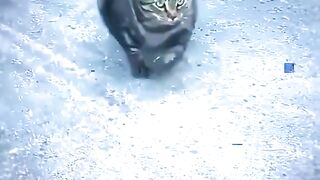 Muscle cat just walking on the street