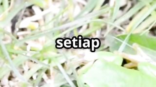 Ramalan Cinta nya Kodok