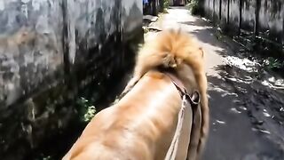 a lion is walking in the morning