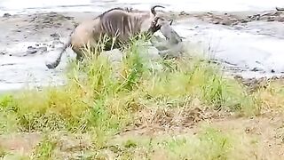 Hippos save wildebeest from crocodiles