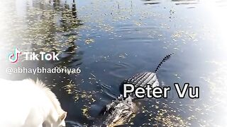 full video 327