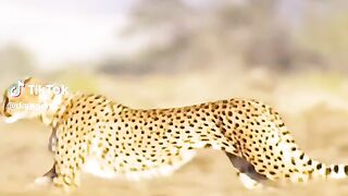 watching full video 3