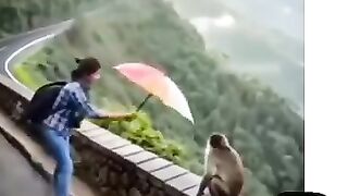 Funny Animals New Video 2025