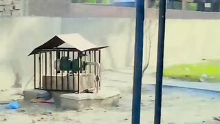 Bollywood song 11