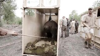???? Rare Black Rhinos Relocated to Mozambique! ???? | Conservation Win