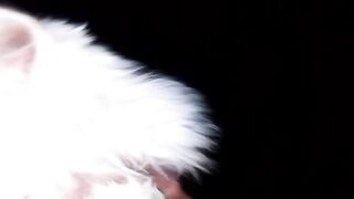 Cat lovers 11