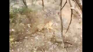 Male Leopards Fighting