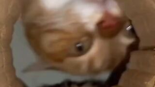 Cute Cat 46
