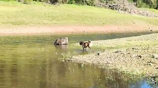 Dog Bathing