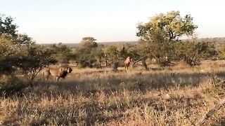 Lions King