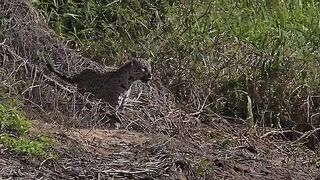 Jaguar Swimming