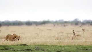 Dangerous Lions Hunting