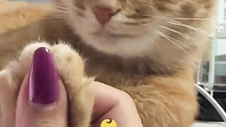 Kucing sigma atau bisa di panggil dalam bahasa inggris sigma cat