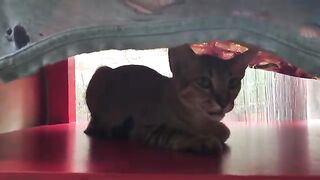 Cute Killer Cat