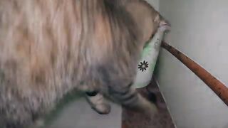 Cat vs Rat 2