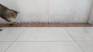 Cat Practices Hunting Skills on Lizard