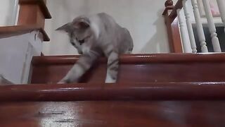 Cat Hunts Down Lizard on Stairs