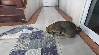 Cat Plays with Snake (Part 5)