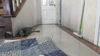 Cat Plays with Snake (Part 4)